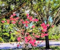 Focusing Blogs. FeltSenseSmall